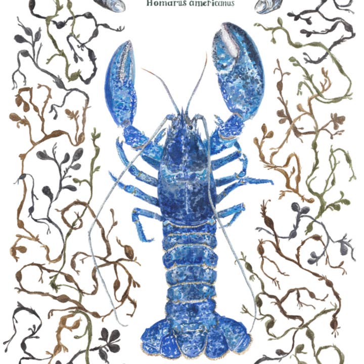 Little Harbor Studio - Wholesale Tea Towel - Blue Lobster Tea Towel4