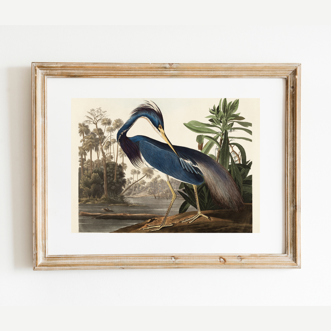 Sea to Skye - Wholesale Art Print - Louisiana Heron Antique Art Print3
