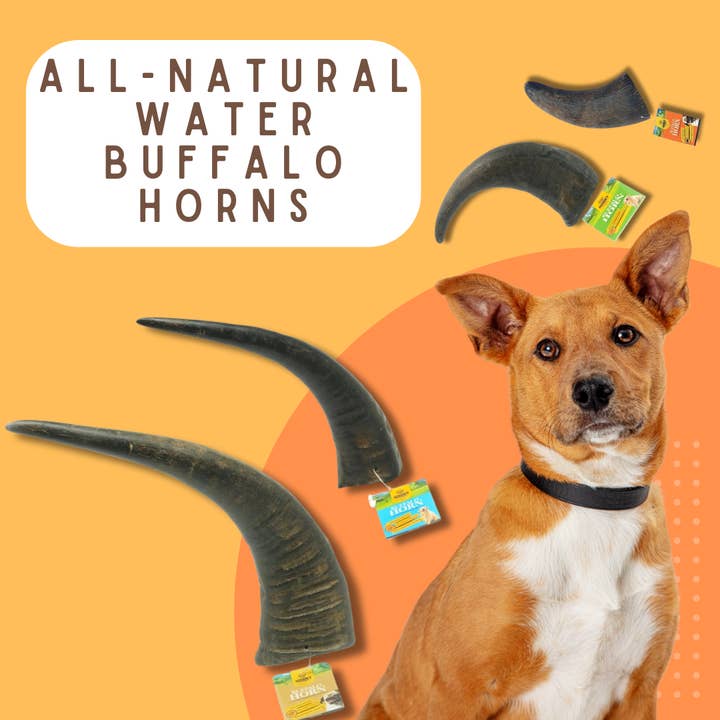 Advance Pet Products - Wholesale Pet Treats - Dog - Water Buffalo Horns! Great for aggressive chewers! Long-last