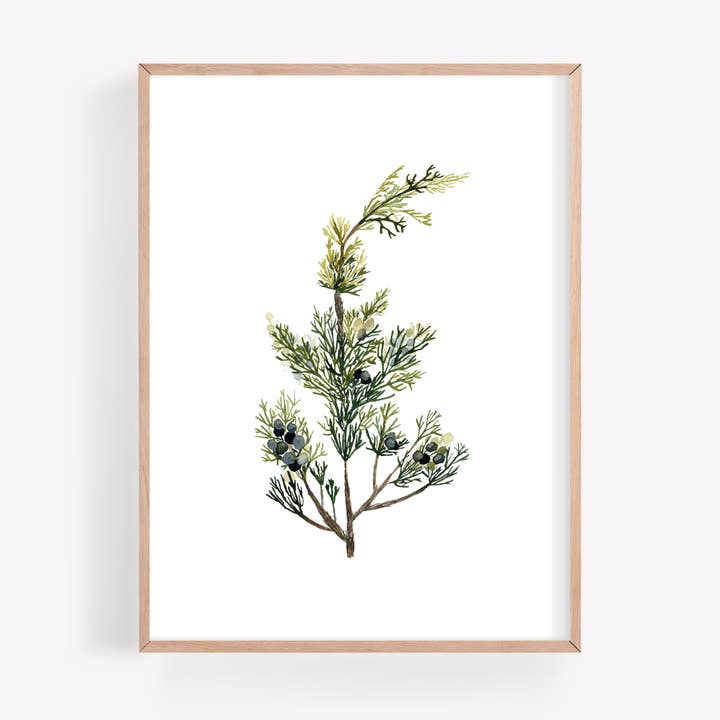 Juniper with Berries Watercolor Art Print for wholesale by Farmcliff Studio