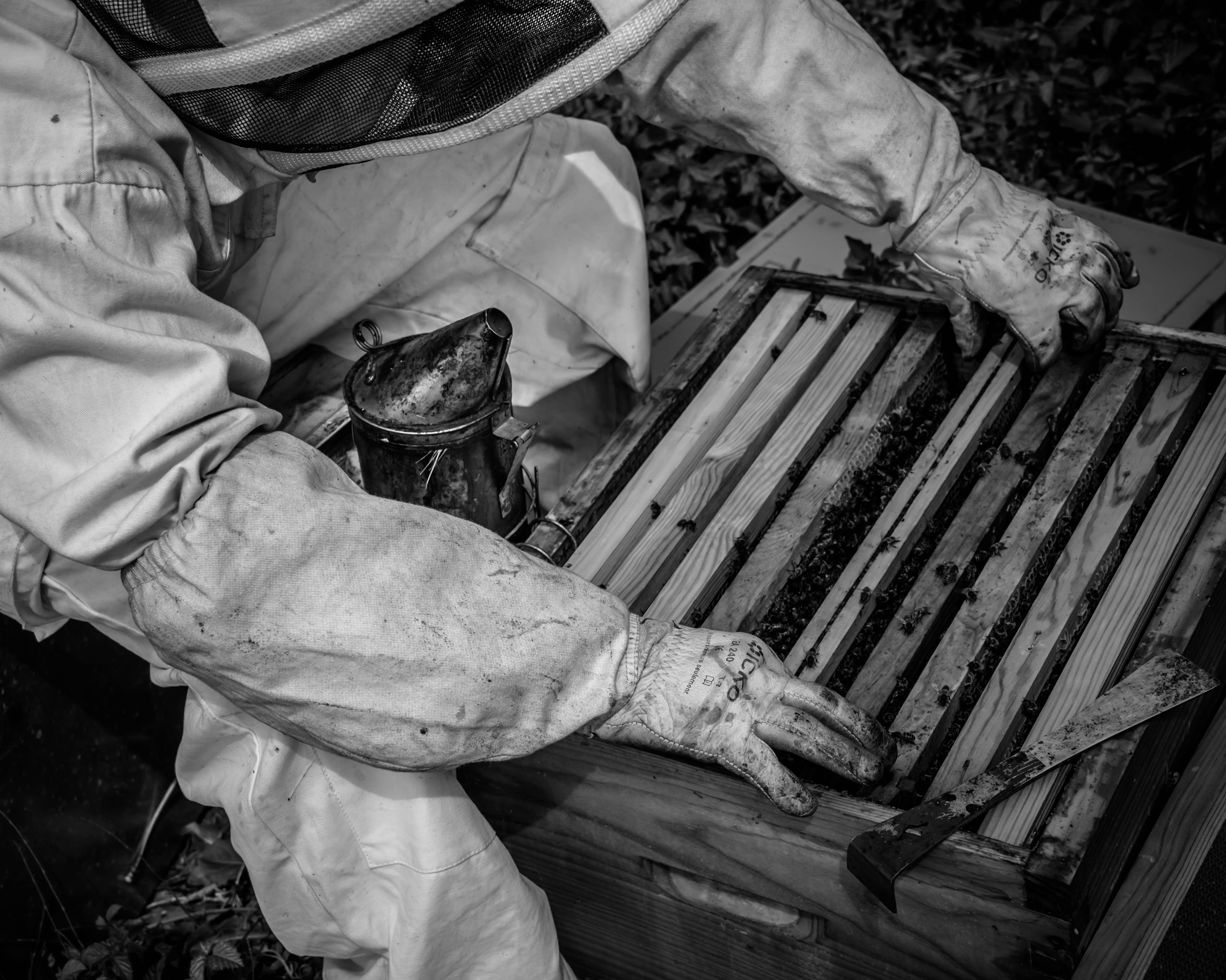 La Manufacture du Miel - Vendita all'ingrosso Miele - Miele di Garrigue - 250 g6