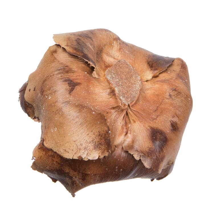 Vickerman 2.75" Palm Cap Natural 100/pk for wholesale on Faire3