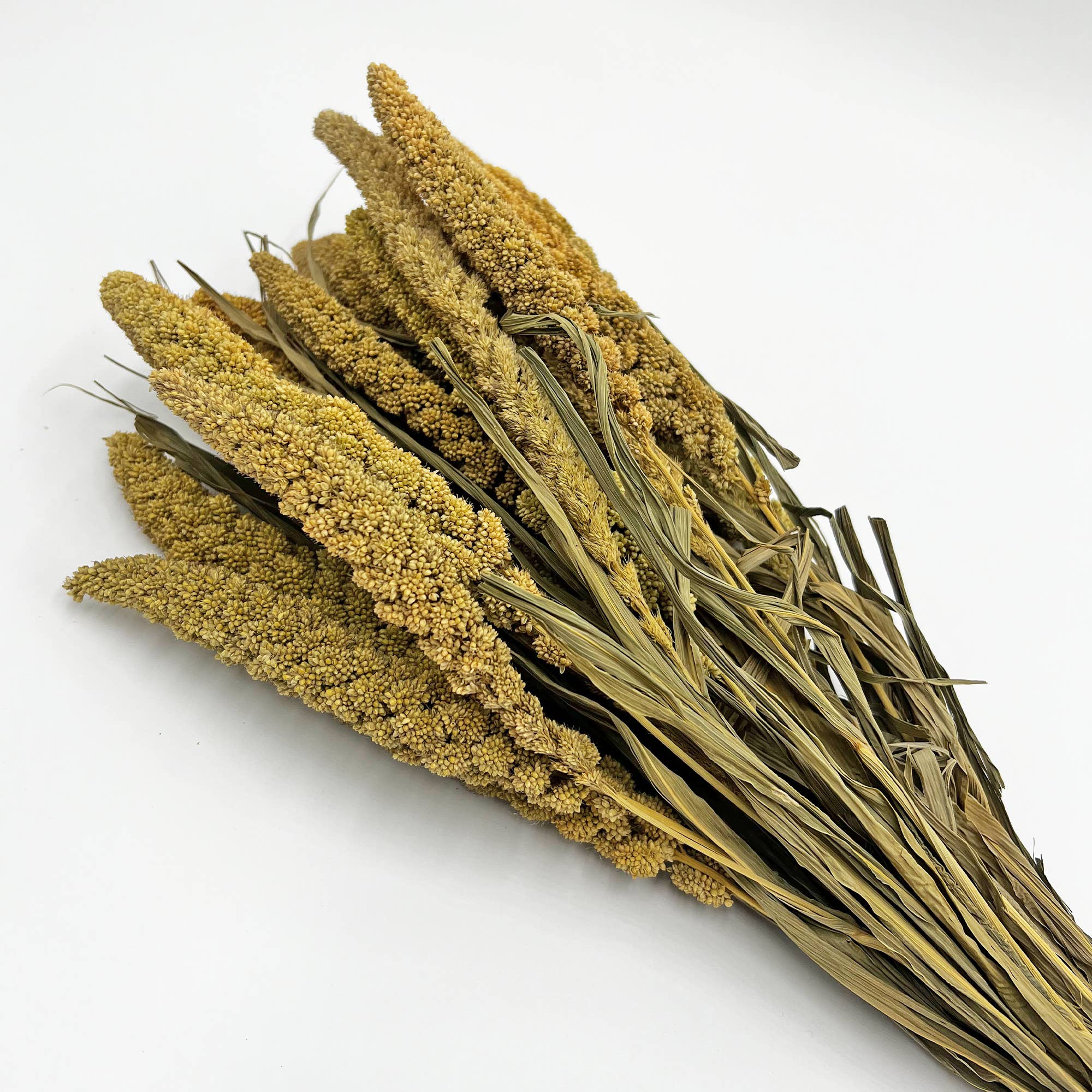 2626 Designs - Wholesale Dried/Pressed Flowers - Dried Preserved Millet Flower 21" Multiple Colors6