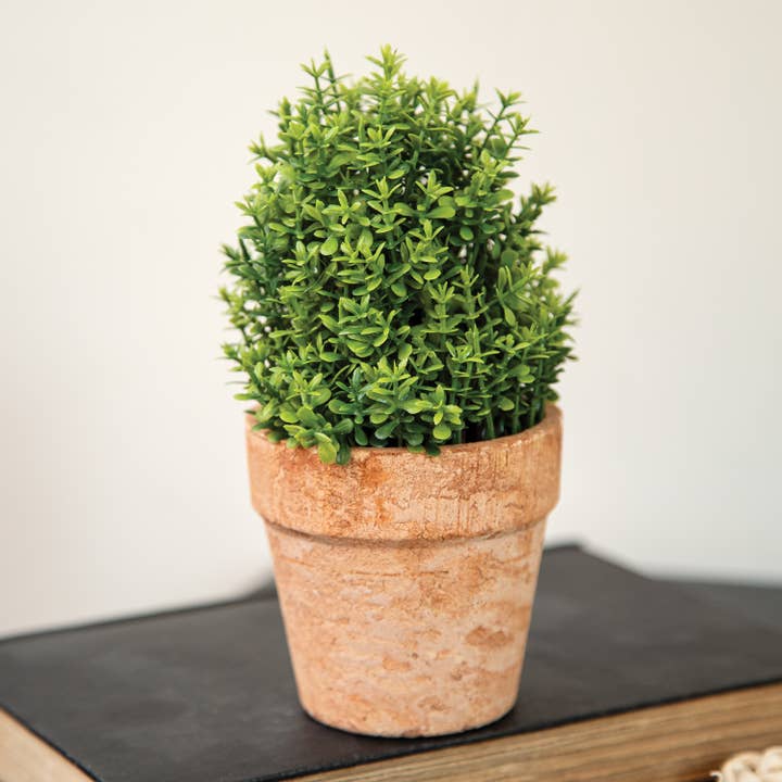 Col House Designs - Wholesale Artificial plant - Potted Mini Boxwood - 6.5"H1