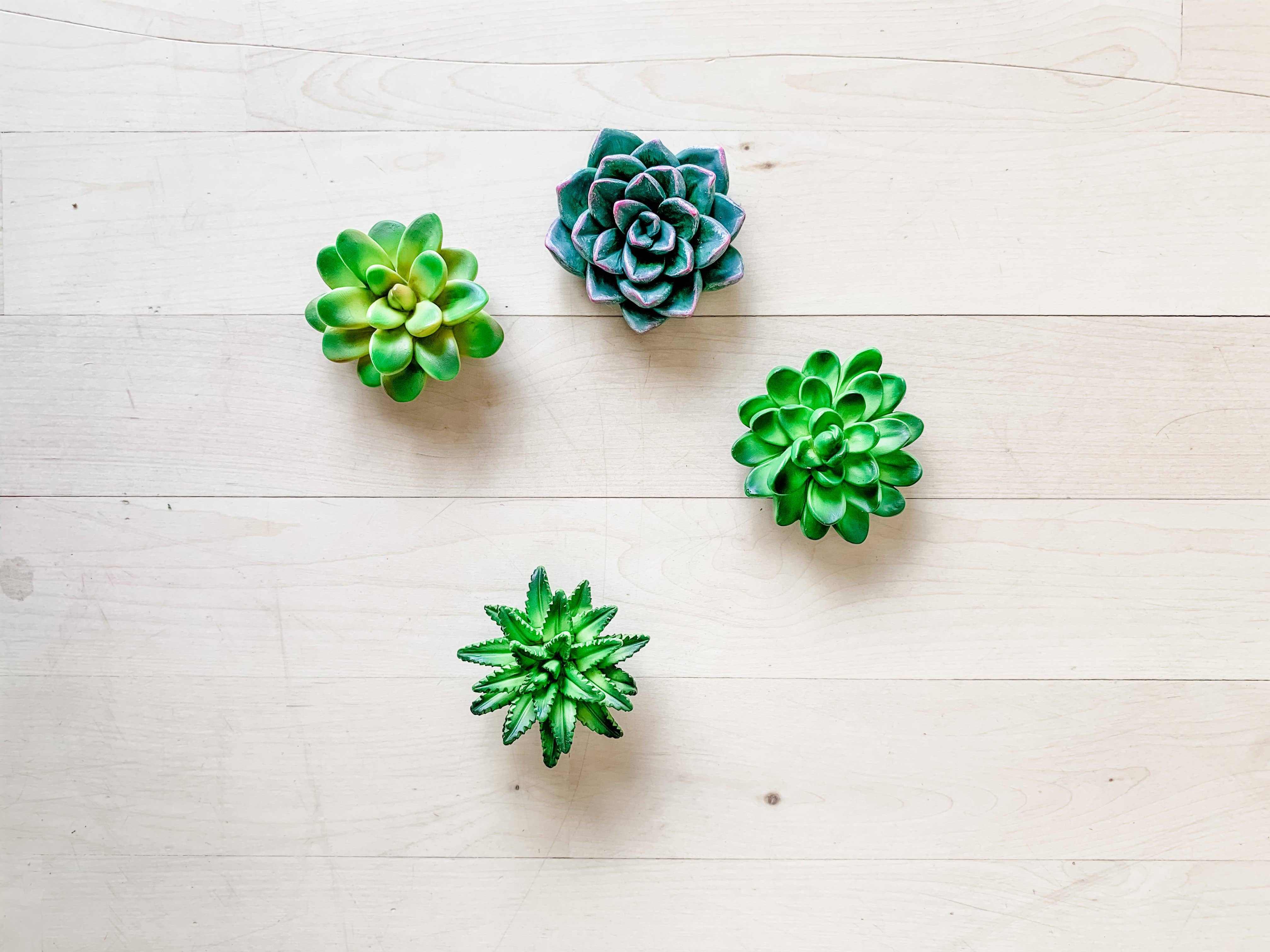 Woodbe Co - Wholesale Magnet - Mini 3D Succulent Resin Magnets2