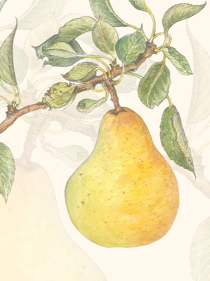 Pear greeting card for wholesale by Leafy Lexicon