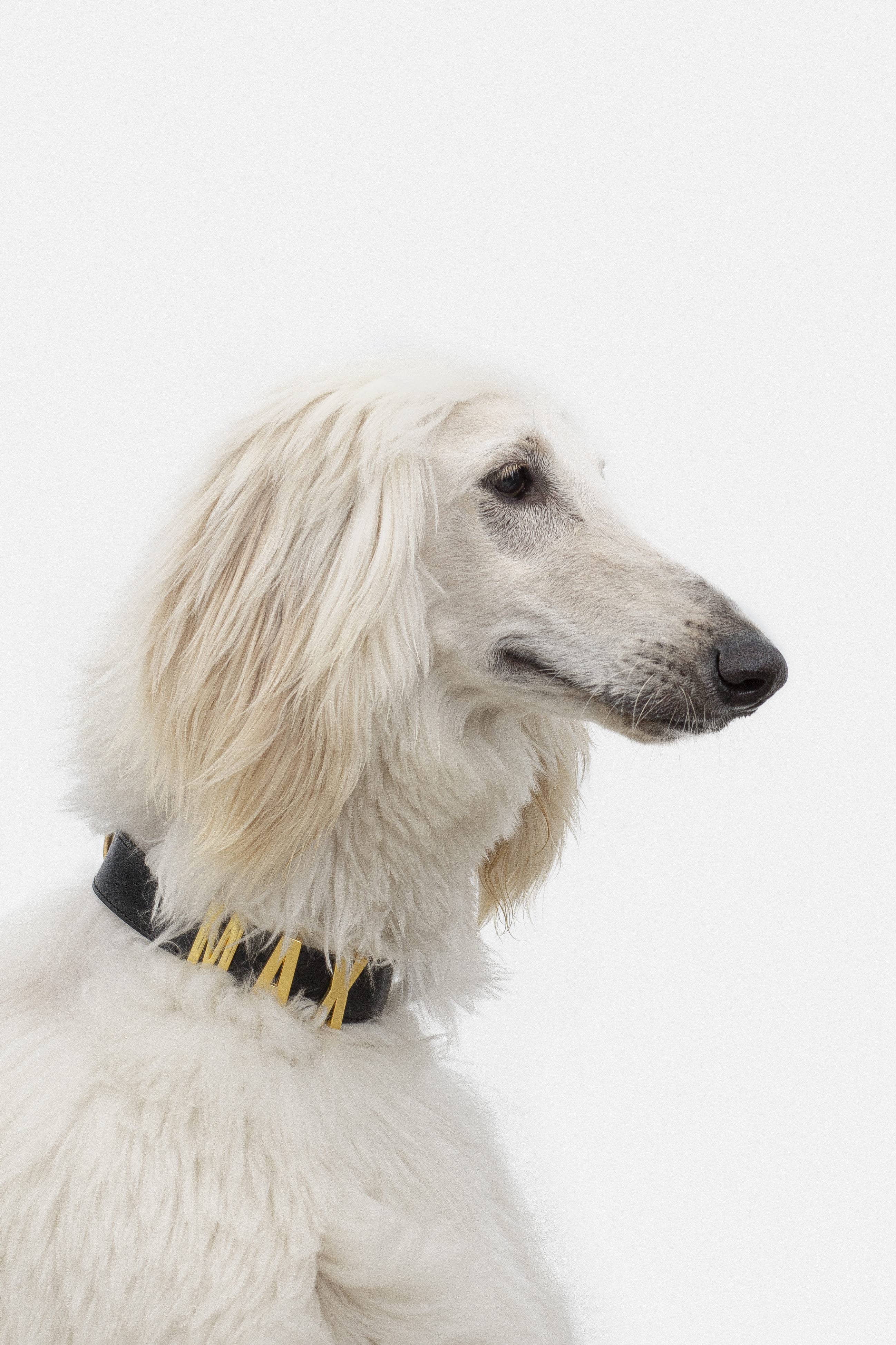 ARISTOPET - Wholesale Pet Collar - Dog - ANSELMO COLLAR11