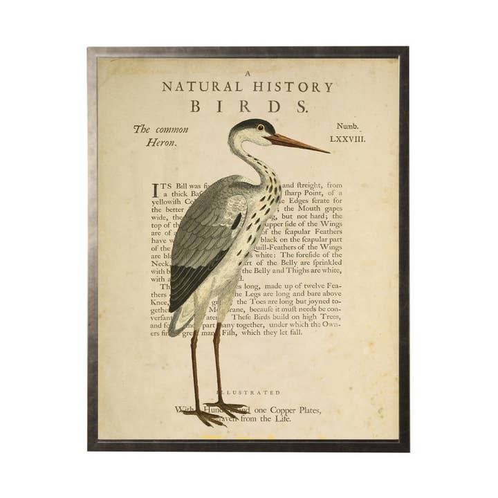 Common Heron On A Natural History Of Birds Title Bookplate for wholesale by Antique Curiosities Inc
