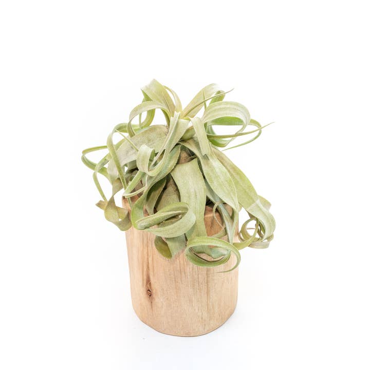 Air Plant Shop - Wholesale Live Plant - Large Driftwood Containers with Custom Tillandsia Air Plant