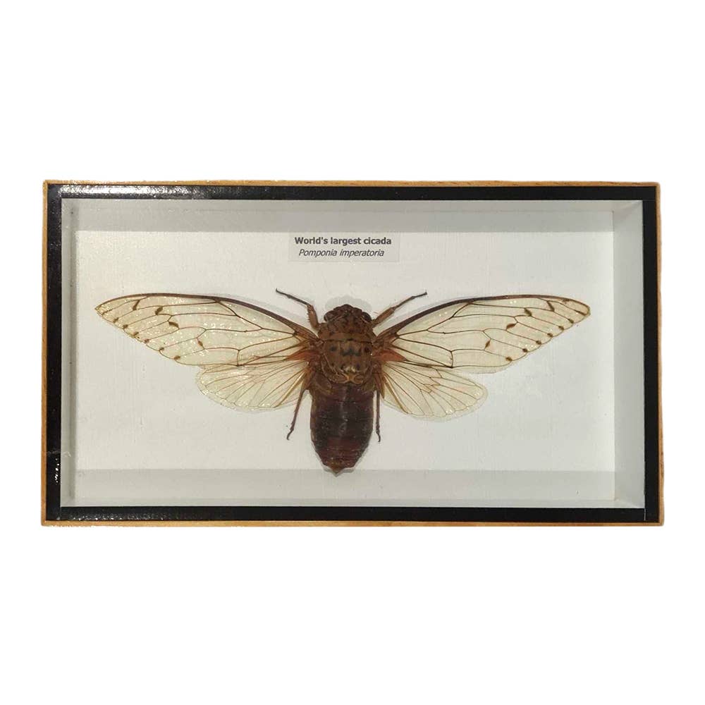 VIE - Wholesale Wall Accent - Framed Insect, Assorted46