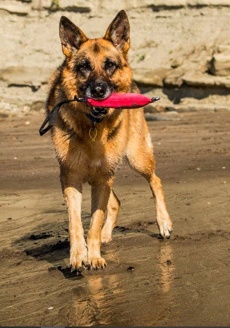 Katie's Bumpers – Engroshandel Pibelegetøj - Hund – Bedste hentlegetøj KB Sqwuggie7