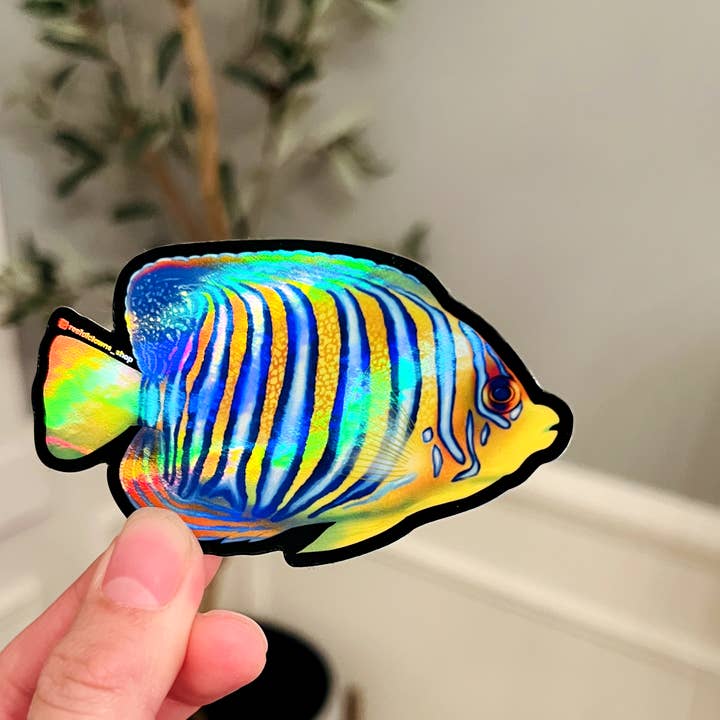 Regal Angelfish (Holographic) for wholesale by Reef of Clowns
