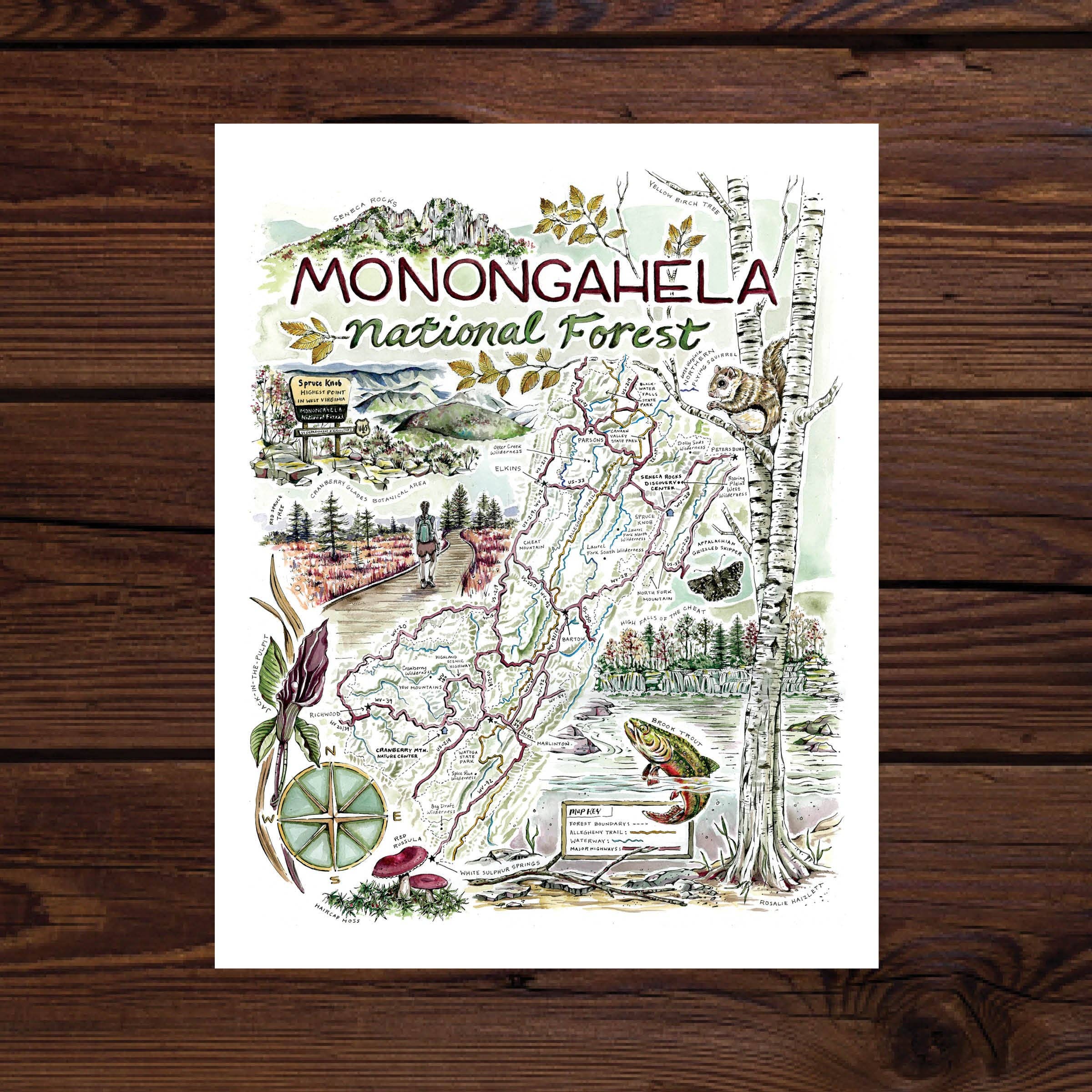 Rosalie Haizlett Illustration - Wholesale Map - Monongahela National Forest Map - Watercolor Art Print2