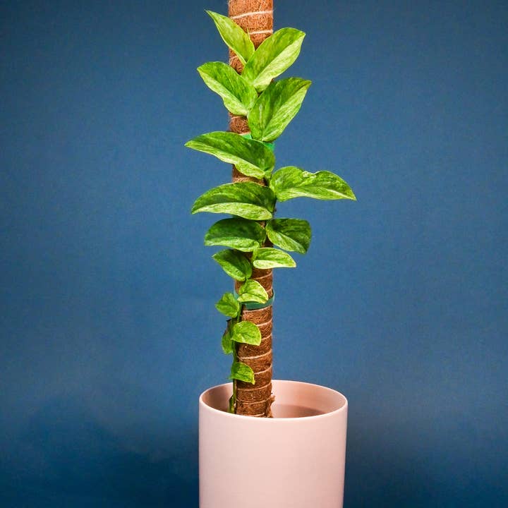 Lost in the Forrest – wholesale Garden tool – LITF Stackable Coir Pole