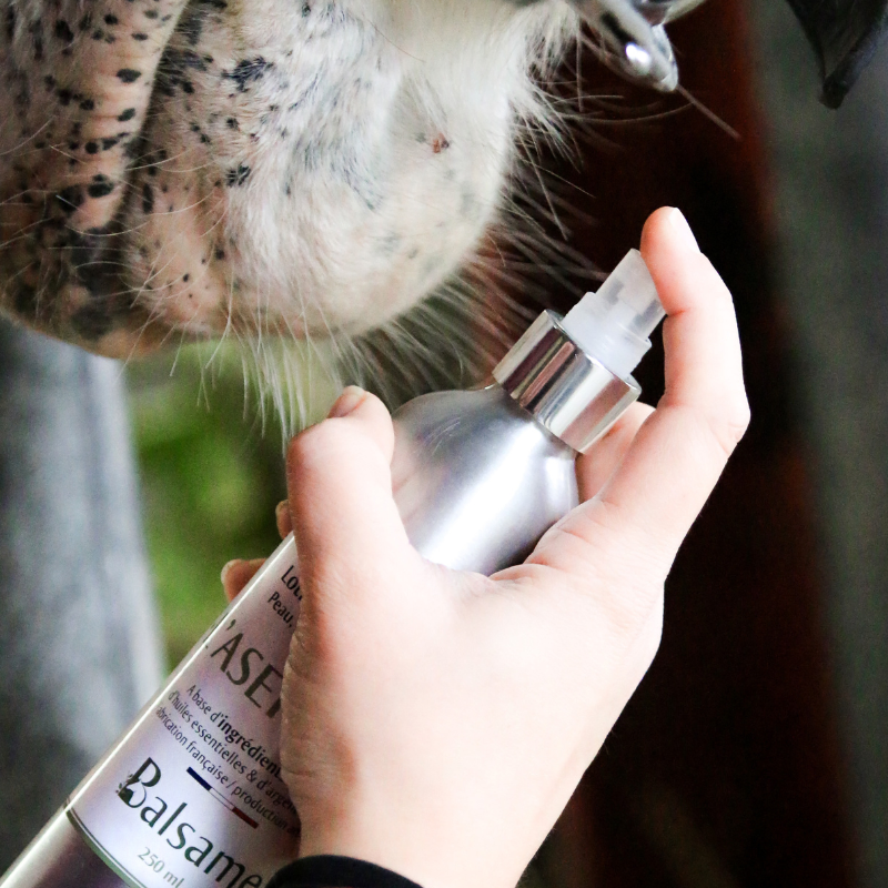 BALSAME - Wholesale Horse Conditioner/Grooming Aid - THE ASEPTIC - Disinfectant spray4