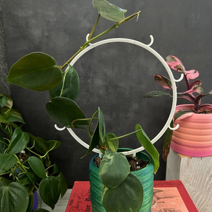 Floraform Creations - Wholesale Trellis - Houseplant Trellis for Climbing Plants, 6 In Hoop with Hooks5