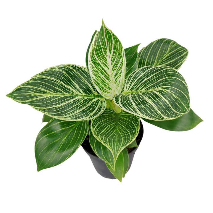 Best Plant Friend - Wholesale Live Plant - Philodendron Birkin - Live Houseplant - Indoor Plants 4/6in