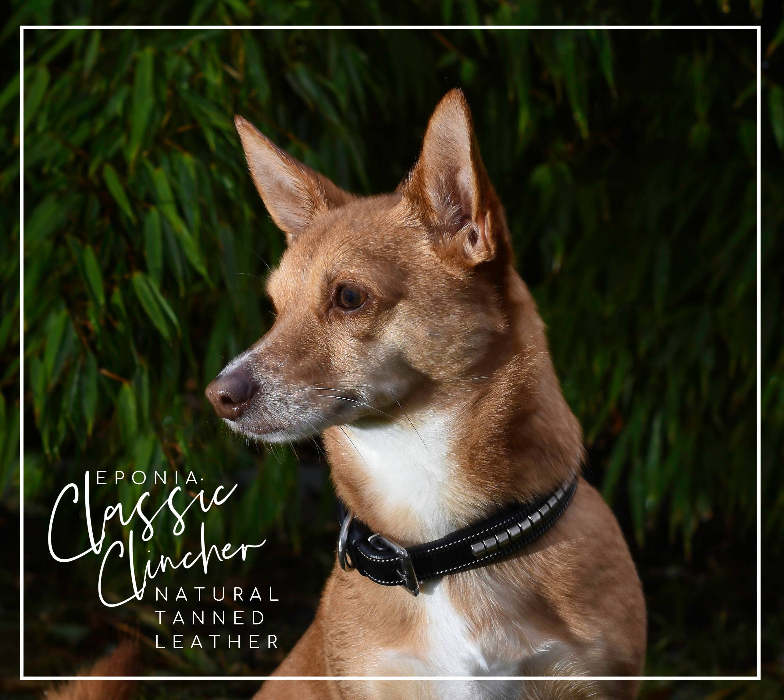 EPONIA EQUESTRIAN LIFESTYLE – coleira - Cão por atacado – Conjunto de coleira e coleira para cães com clincher decorativo5