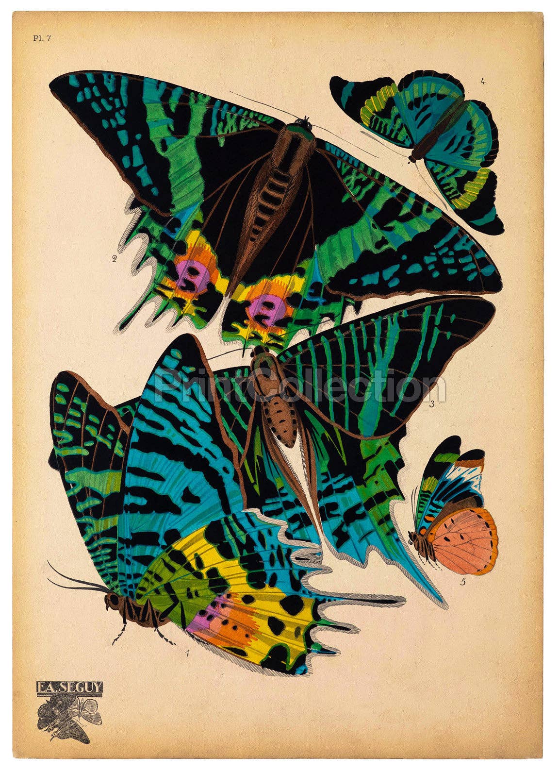 Print Collection - Wholesale Art Print - E.A. Seguy Butterflies Plate 7 Art Print0