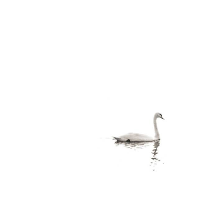 Swan on White Wall Art: Minimalist Swan Art Prints for wholesale by Brooke T Ryan Photographic Art