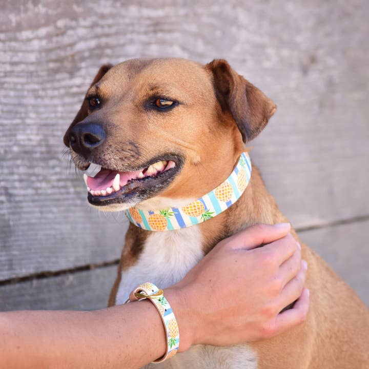 Friendship Collar – wholesale Pet collar – Dog – Pina Collarda2