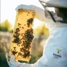TESELA NATURA, S.L. - Wholesale Honey - TESELA Retama Premium Pure Bee Honey 480g