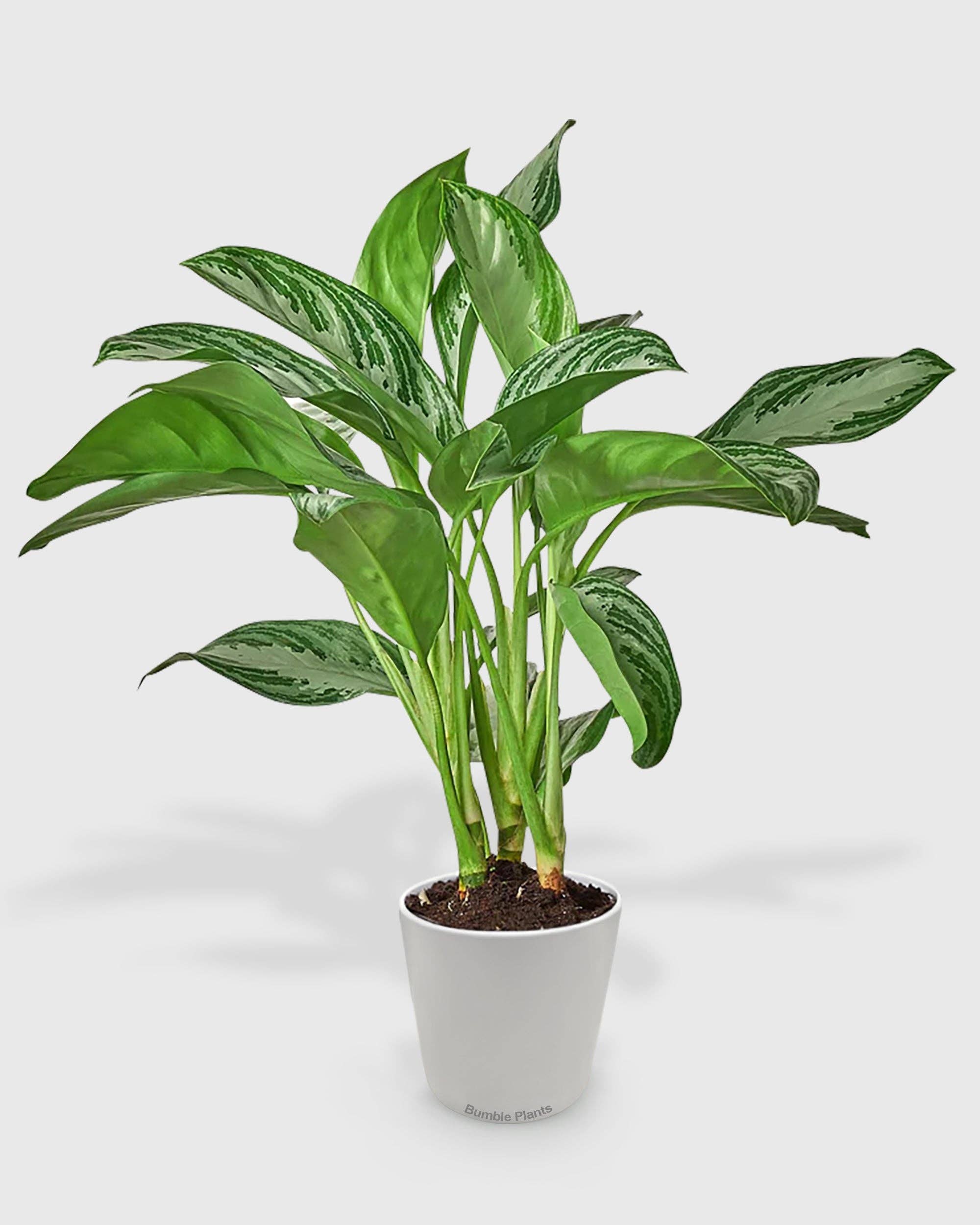 Bumble Plants - Wholesale Live Plant - Aglaonema Chinese Evergreen 'Silver Bay'3