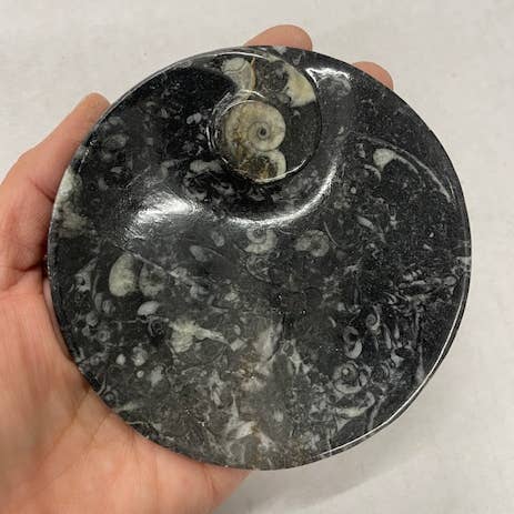 Medium Round Fossil Dishes for wholesale by Casablanca Exports
