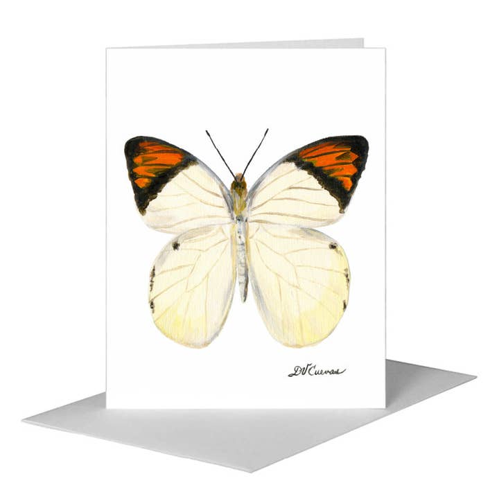 Hebomoia Glaucippe Felderi Butterfly, Greeting Card (#7770B) for wholesale by Printed Canvas