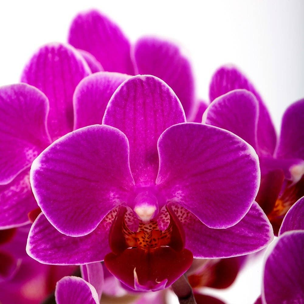 The Little Botanical – wholesale Live plant – Living Orchid moss in a concrete ceramic planter9