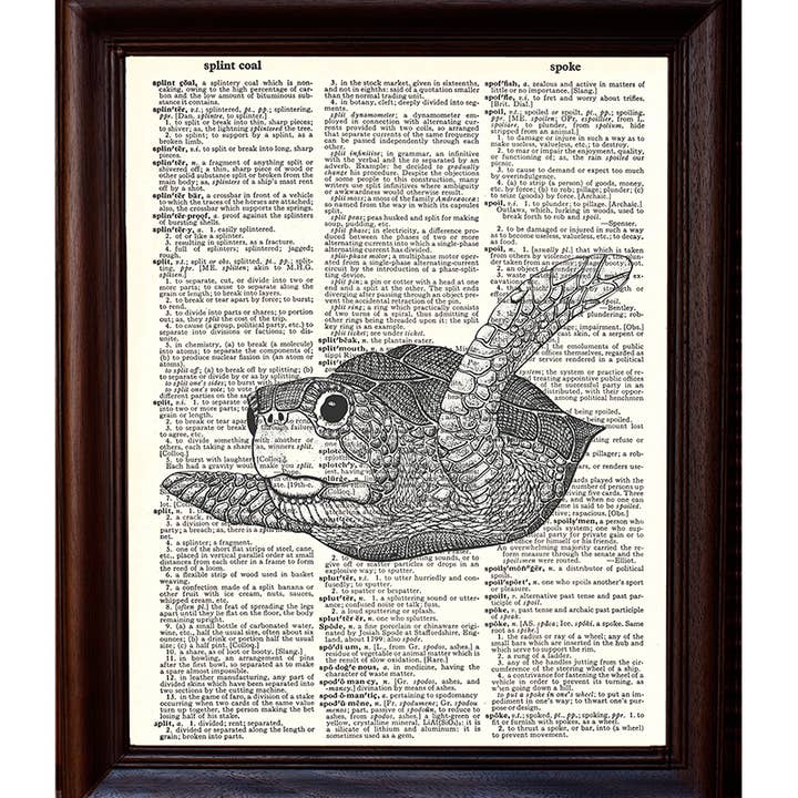 Fresh Prints of CT - Wholesale Art Print - Baby Sea Turtle1