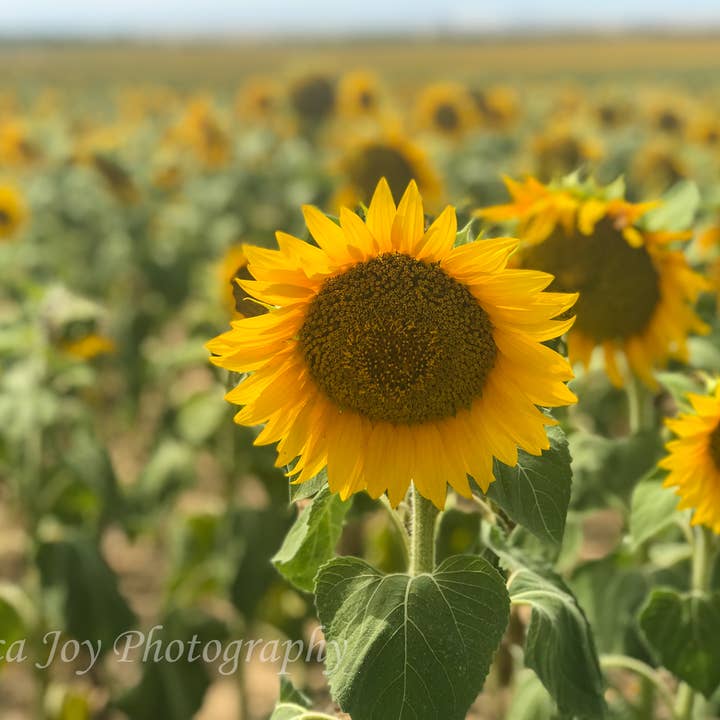Tournesol de Denver pour la vente par Erica Joy Photography