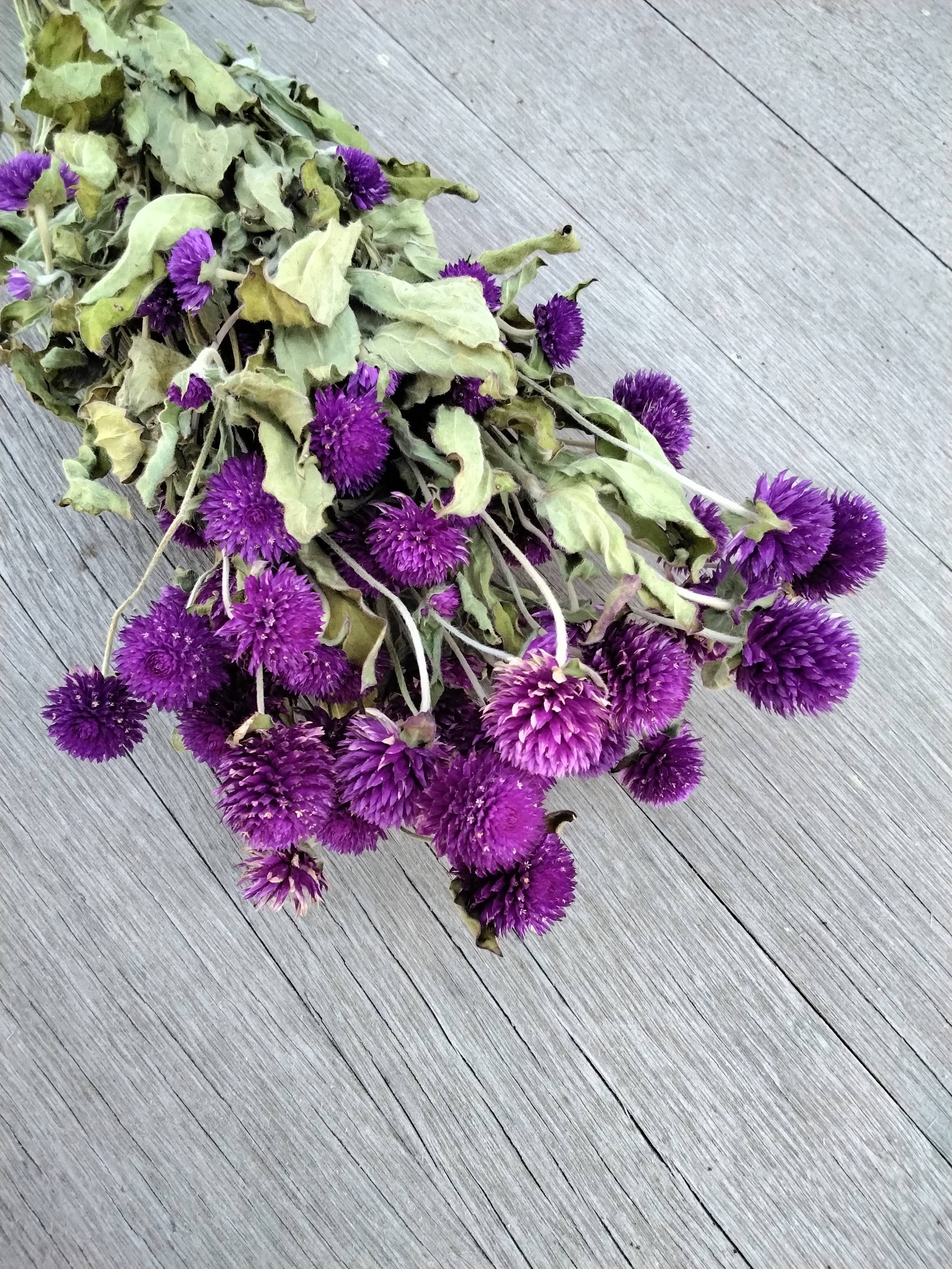 Alissas Flower Farm - Wholesale Dried/Pressed Flowers - Dried Gomphrena8