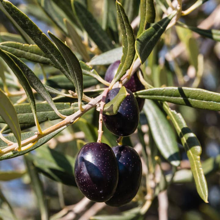 Helene Delices Grecs - Vendita all'ingrosso Olive - Olive nere biologiche Thassos DOP sfuse 2,5 kg2