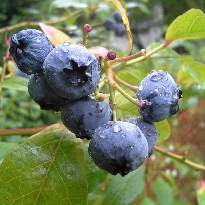 Smiley Honey - Wholesale Honing - Blueberry honing