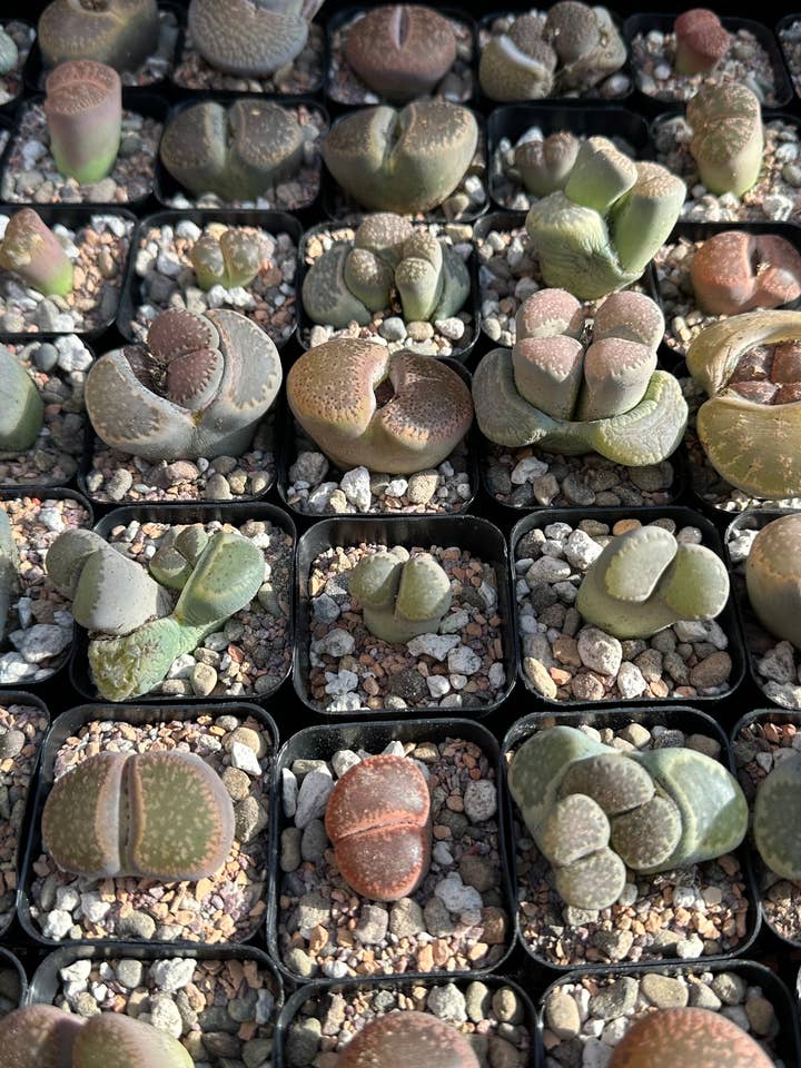 MYSTERY LITHOPS - Living Stone Succulent in Premium Mix for wholesale by Rooting For You Plant Nursery