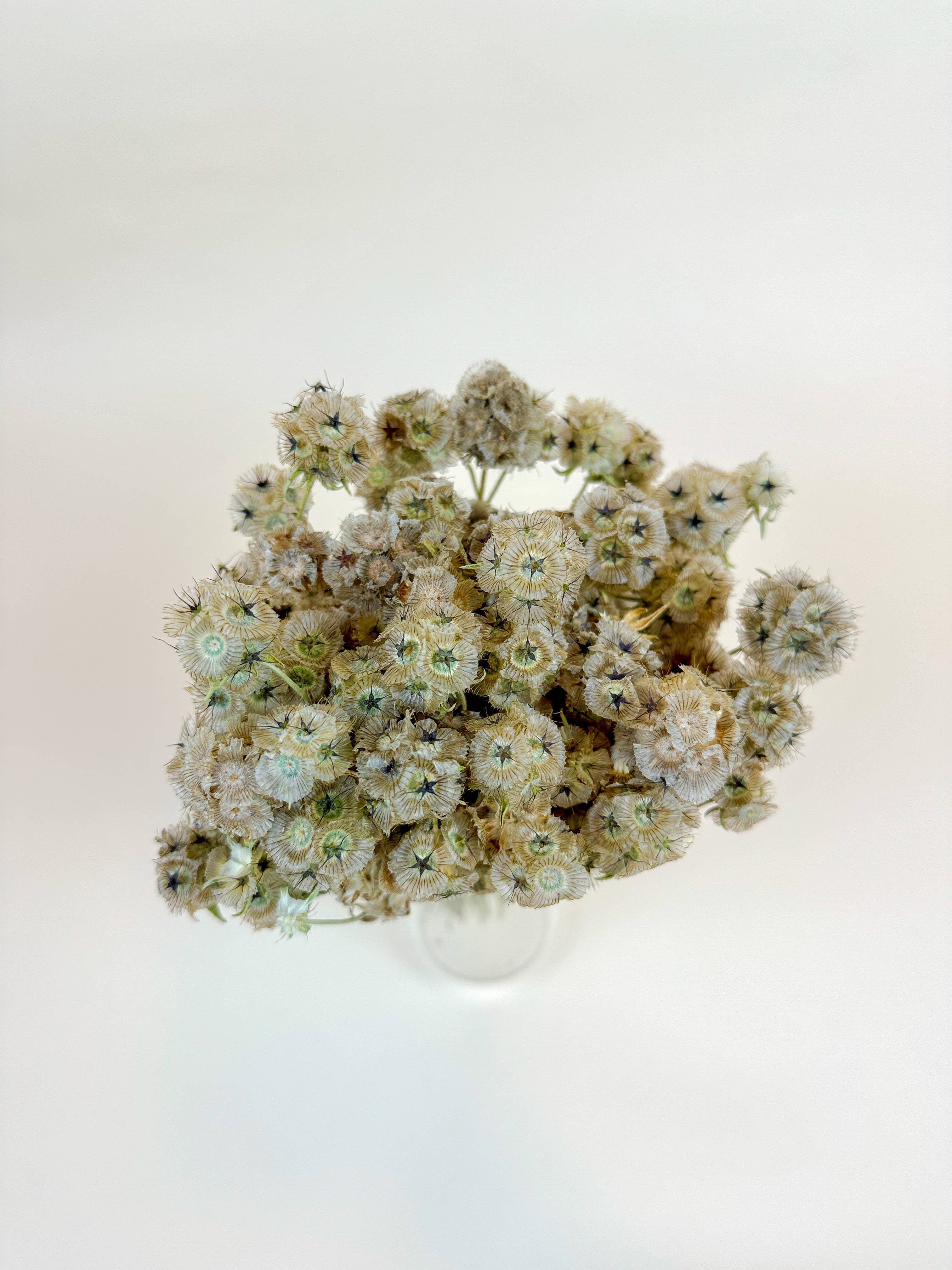 Lovejoy Farms Premium Dried Flowers – Flores secas/prensadas por atacado – Vagens de Escabiosa – Naturalmente Secas ao Ar1