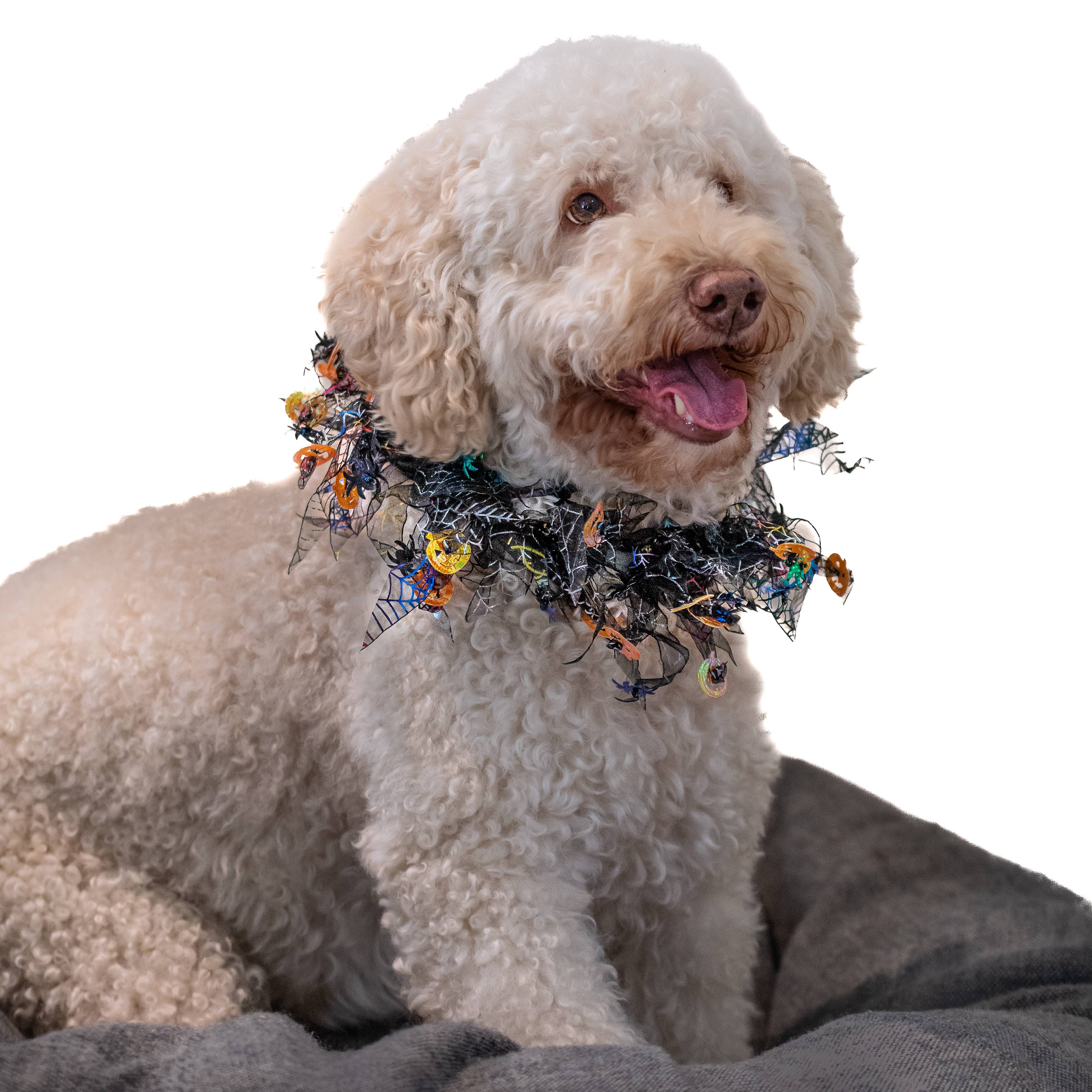 Midlee Designs – wholesale Pet collar – Dog – Midlee Pumpkin & Spider Web Halloween Decorative Dog Collar7