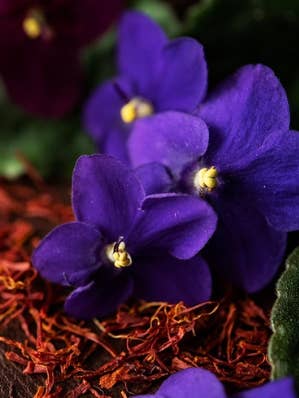 Black Violet & Saffron Soy Candle & Melts for wholesale by Lumos Candle Co.