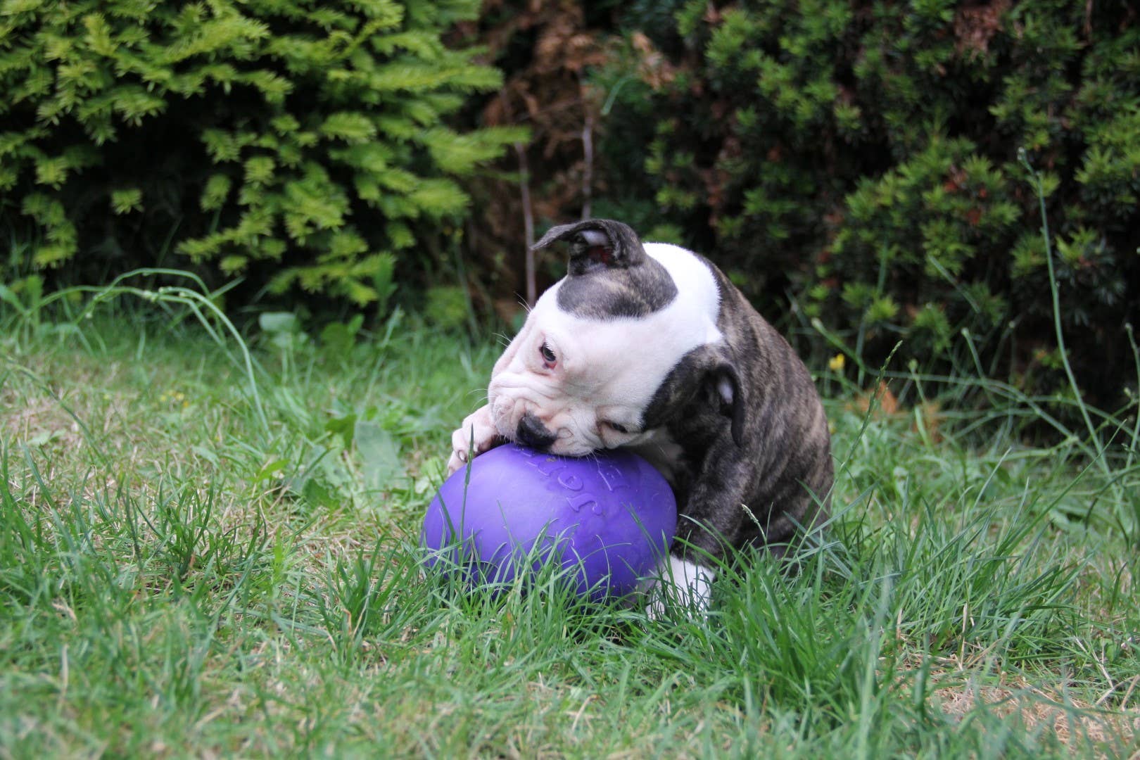 Jolly Egg 20 cm Purple for wholesale on Faire2