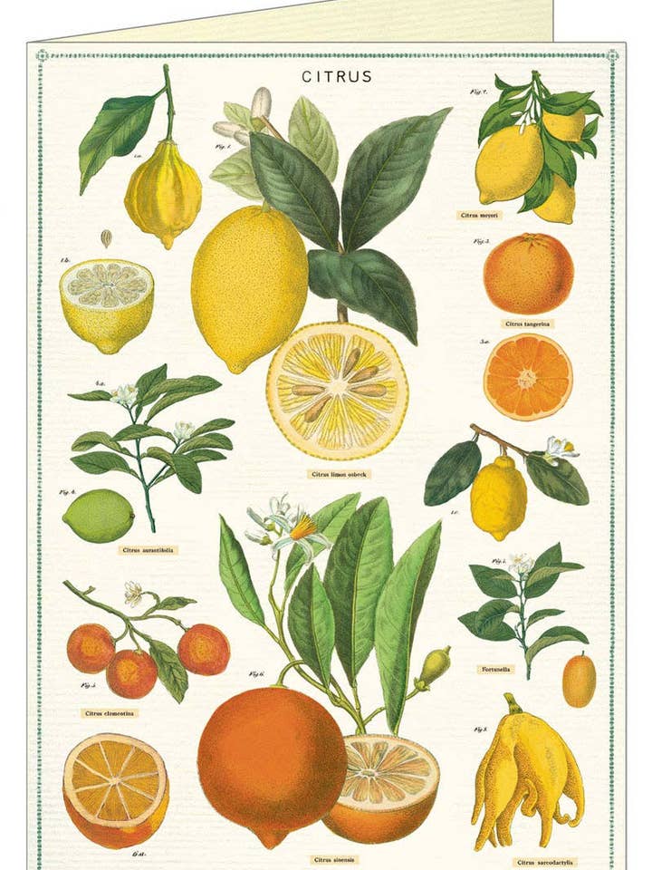 Cavallini Greeting Card - Citrus for wholesale by Cavallini & Co