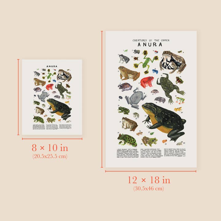 Kelzuki - Wholesale Art Print - Anura, Frogs, Toads Art Print2