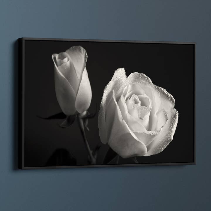 Meeko Print - Wholesale Art Print - Luscious White Rose