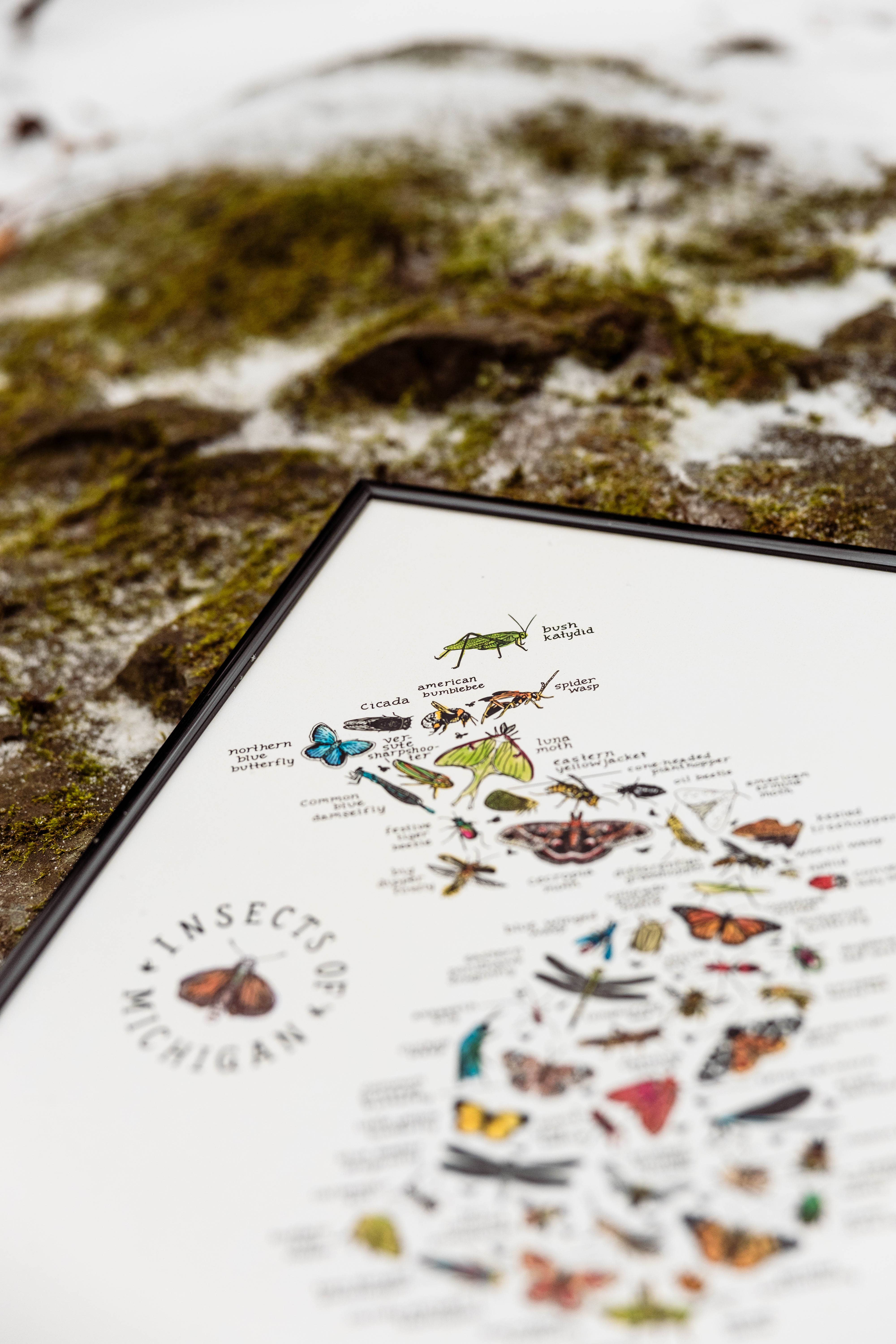 Home Squirrel - Wholesale Art Print - Insects of Michigan Watercolor Art Print 5