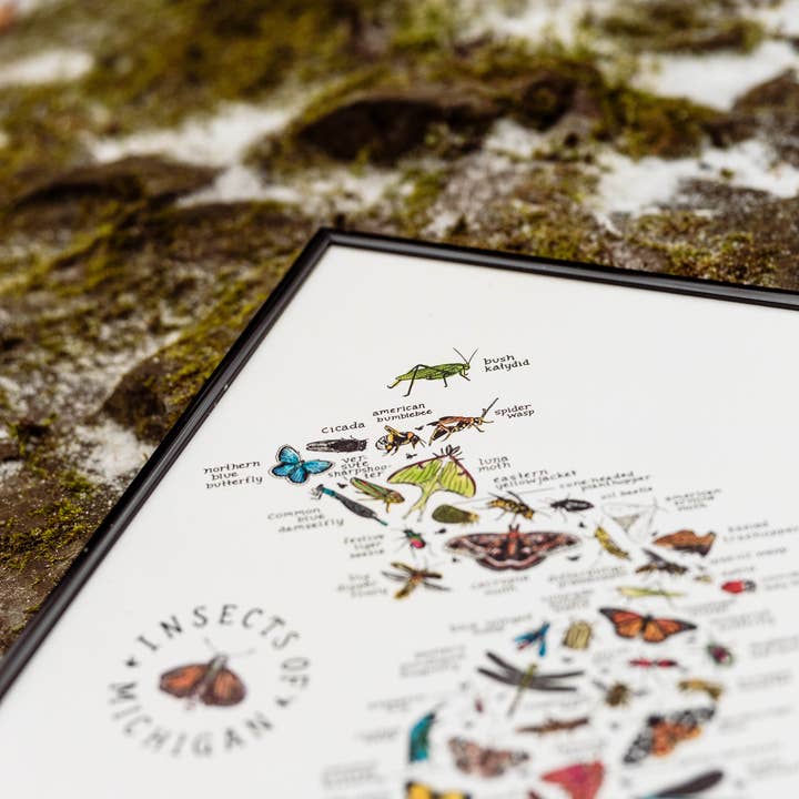 Home Squirrel - Wholesale Art Print - Insects of Michigan Watercolor Art Print 5