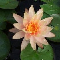 Wetplants - Wholesale Incense - Growers Choice Hardy Water Lily2