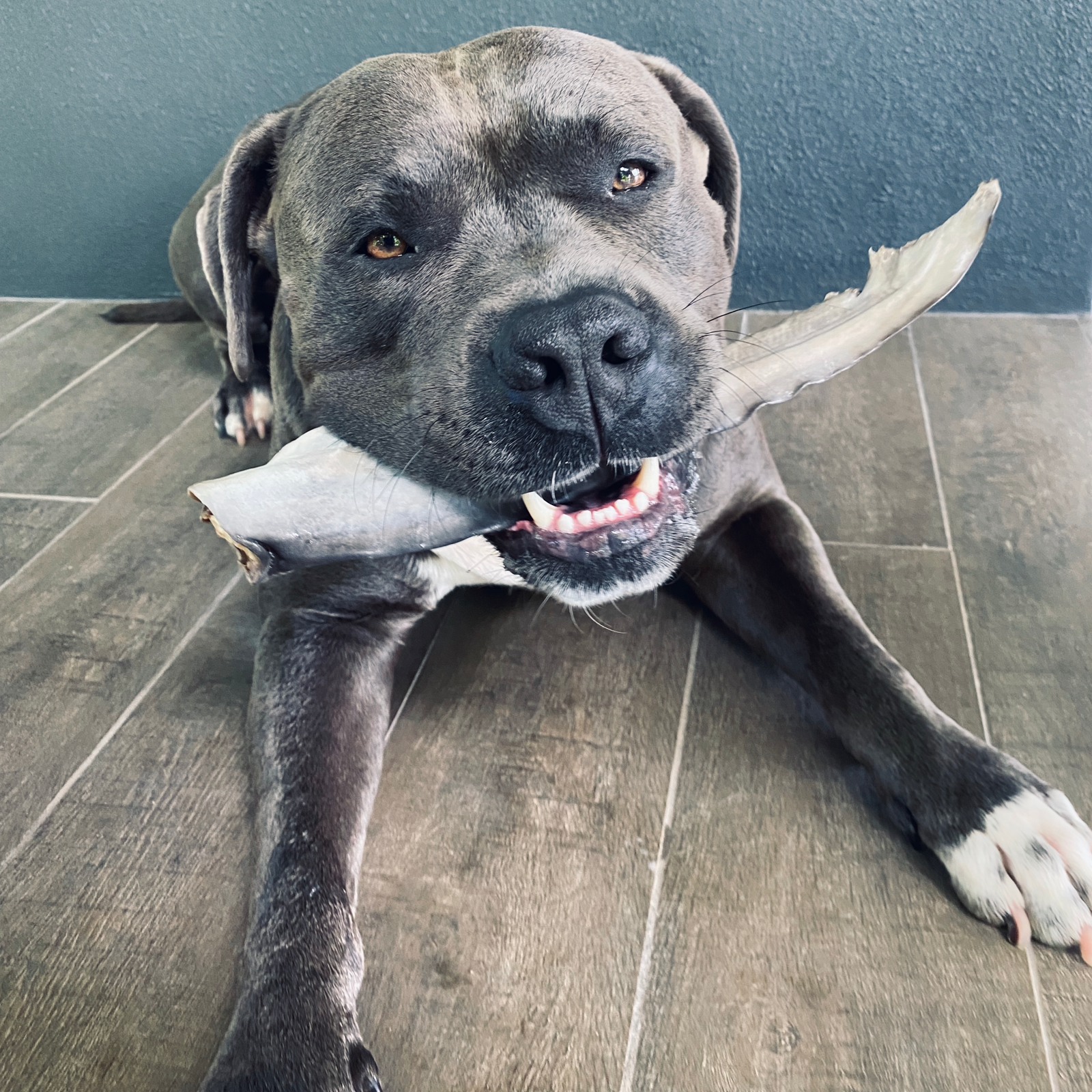 Rover Pet Products – wholesale Pet treats – Dog – Gone Fishn' - Shark Tails3