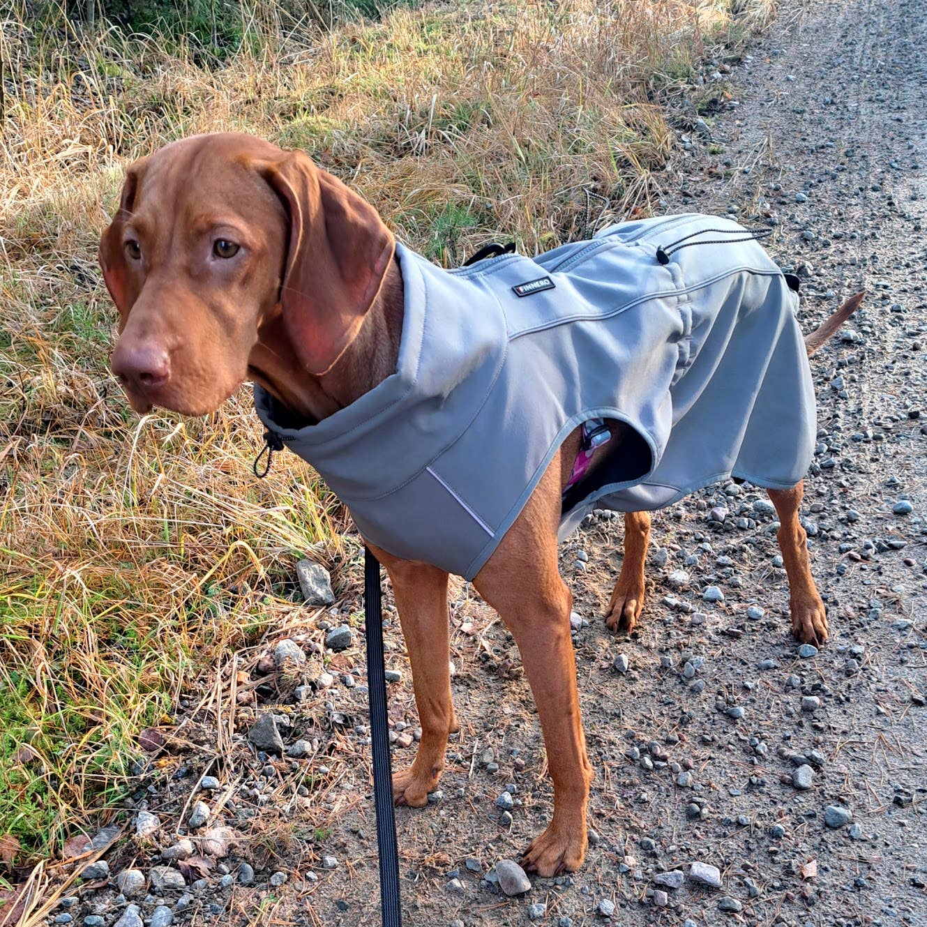 FINNERO - Wholesale Pet Jacket - Dog - UPGRADED MODEL! FINNERO SPORT Softshell Jacket for dogs8