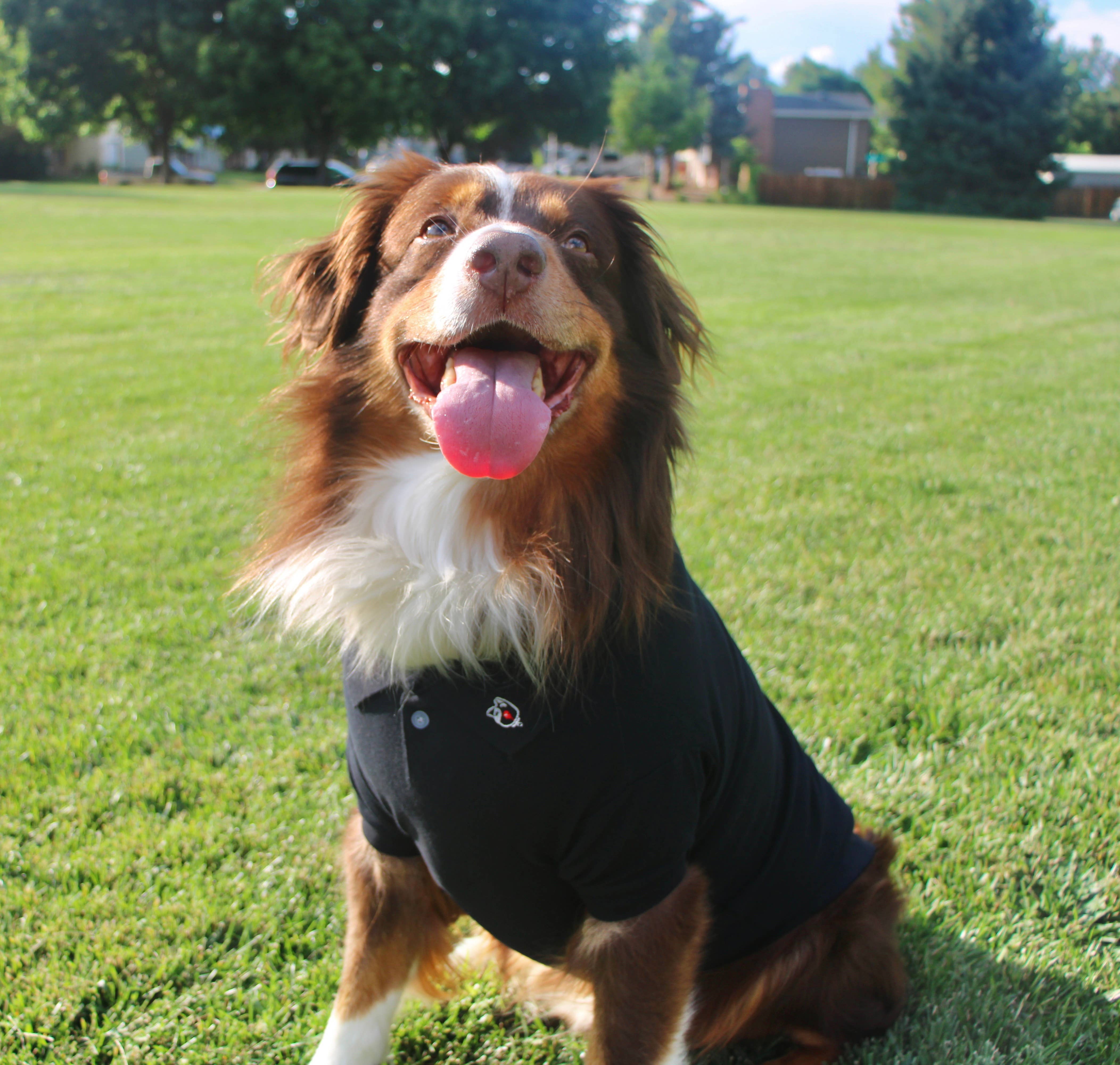 Doggie Design - Wholesale Pet Shirt - Dog - Solid Dog Polo - Jet Black2