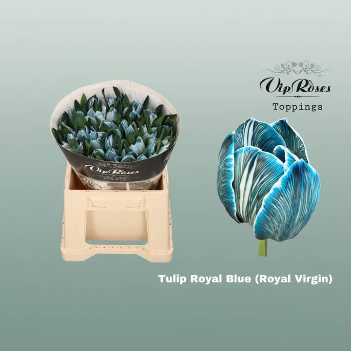 Tulip Dyed Royal Blue for wholesale by All Occasions Wholesale